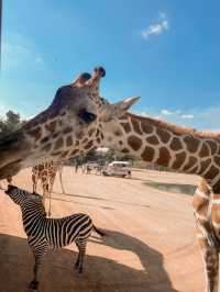 Safari Park กาญจนบุรี 