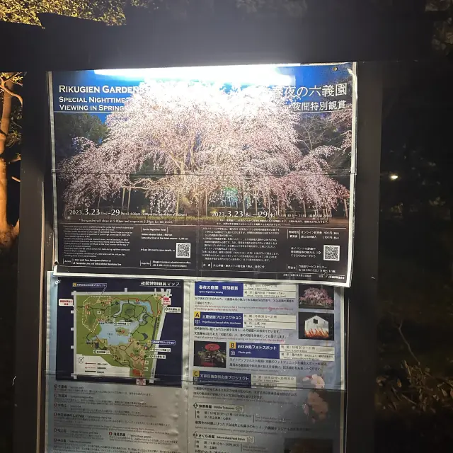 六義園夜櫻