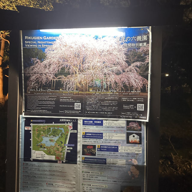 六義園夜櫻