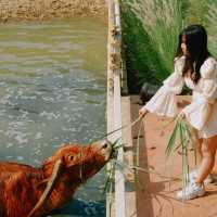 คาเฟ่ลับนครปฐม กินขนม ชมน้องควาย ใกล้ชิดธรรมชาติ