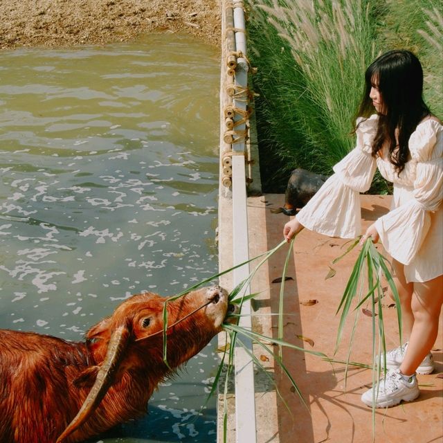 คาเฟ่ลับนครปฐม กินขนม ชมน้องควาย ใกล้ชิดธรรมชาติ