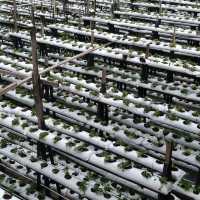 Mesilou Strawberry Farm