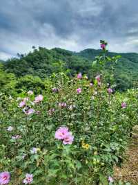 무궁화 보기 힘든 요즘 가볼만한 곳🩷