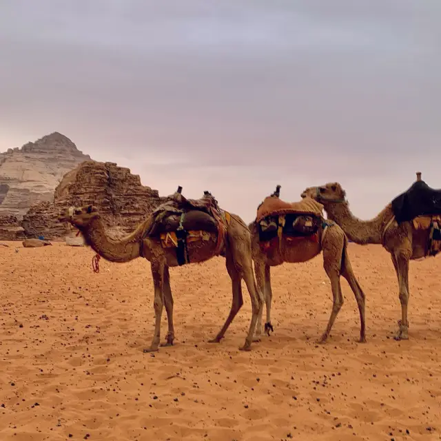 ❤️🐫 Wadi Rum 🇯🇴🥺 MAJESTIC 