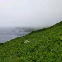 【礼文島】雨が降った時の北海道礼文島の楽しみ方☂