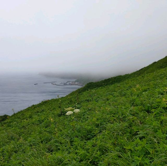 【礼文島】雨が降った時の北海道礼文島の楽しみ方☂