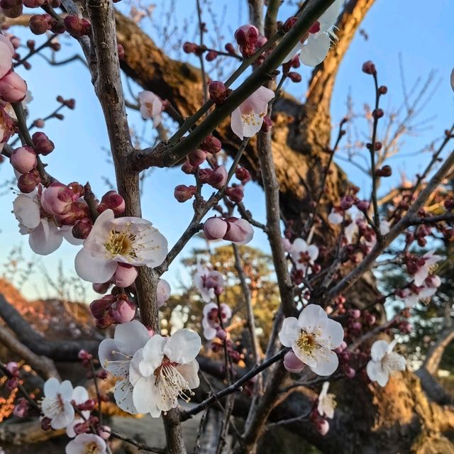 Plum tree garden in March 