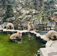 Life’s checklist - Nagano’s Snow Monkey Park