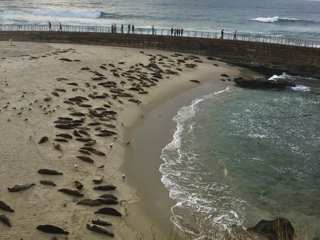 물개가 살고있는 샌디에고 La jolla cove 🖼️