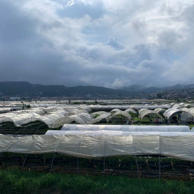 Philippine Baguio Strawberry Farm 兩大兩小去碧瑤草莓園