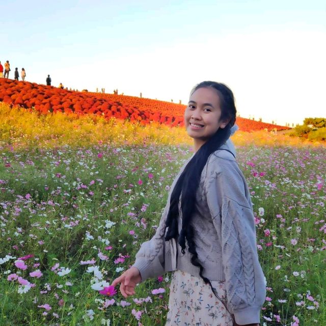 Kochia season and Apple picking 