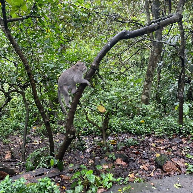 Ubud Monkey Forest! 