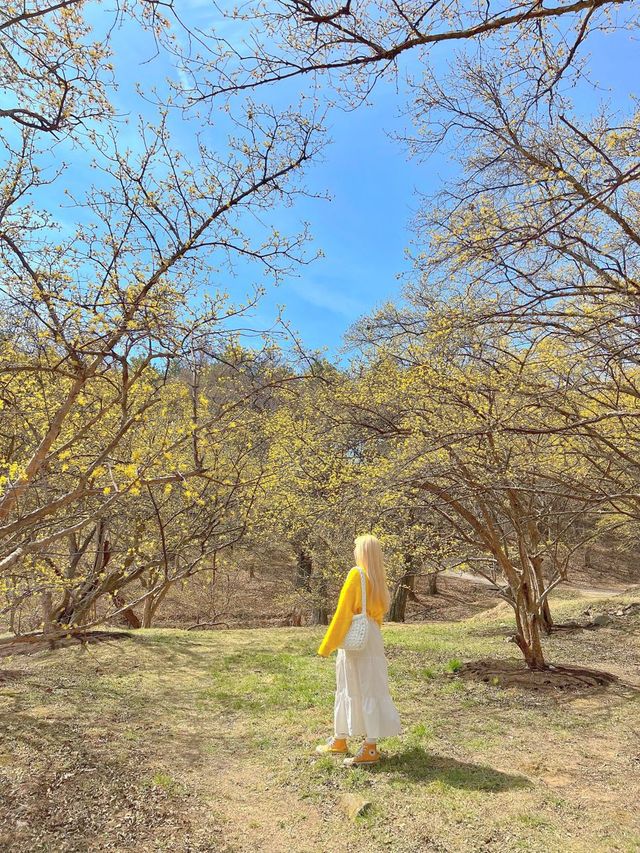 구례산수유축제에 가기 힘들다면?🌼🌼