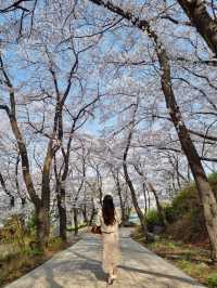주말 봄꽃 나들이 추천;: 대전 한밭 수목원🌼