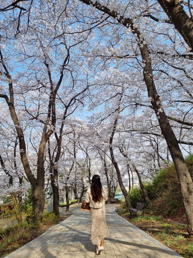 주말 봄꽃 나들이 추천;: 대전 한밭 수목원🌼