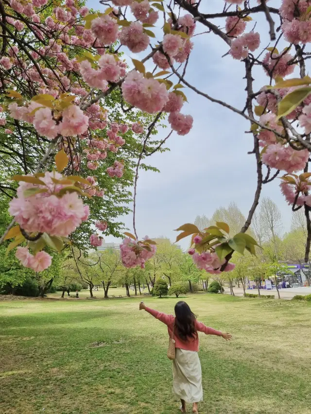 겹벚꽃 보러 어린이대공원 어때요🌸