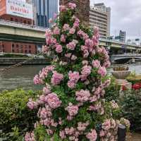 中之島バラ園、散り始めた薔薇も有り、それはそれで風情が有って良い。