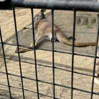 與動物園並設的「福岡市植物園」