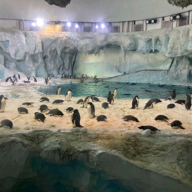 珠海長隆海洋王國之海洋動物