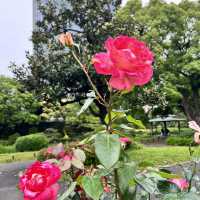 【都心のオアシス】日比谷公園