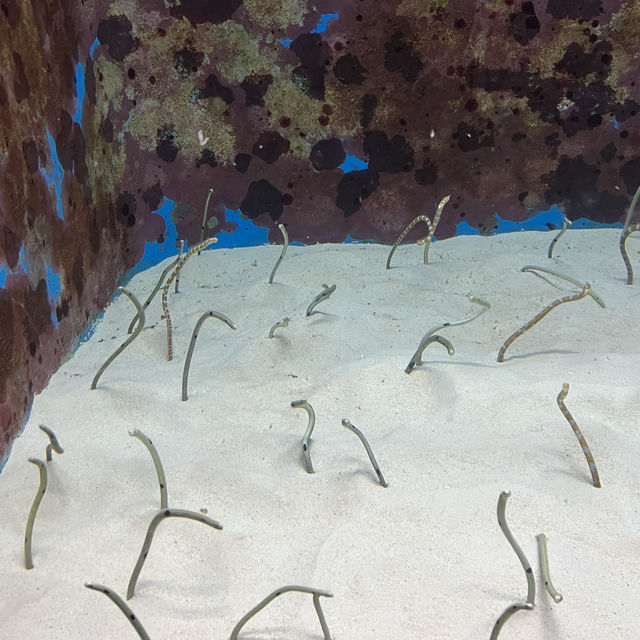 【沖縄】絶対に行きたい！美ら海水族館