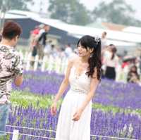 Sea of Flowers in Xinshe