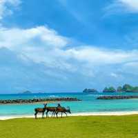 天然記念物のケラマジカ🦌に会える島🏝️