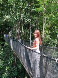 Giant tree at Rainforest in Sabah!