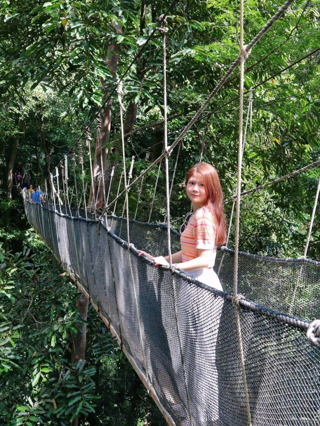 Giant tree at Rainforest in Sabah!