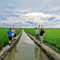 Beautiful paddy fields in Sekinchan! 🌾