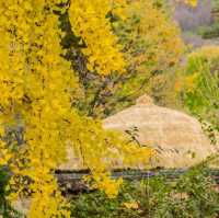 Beautiful Autumn View of Korean folk Village 