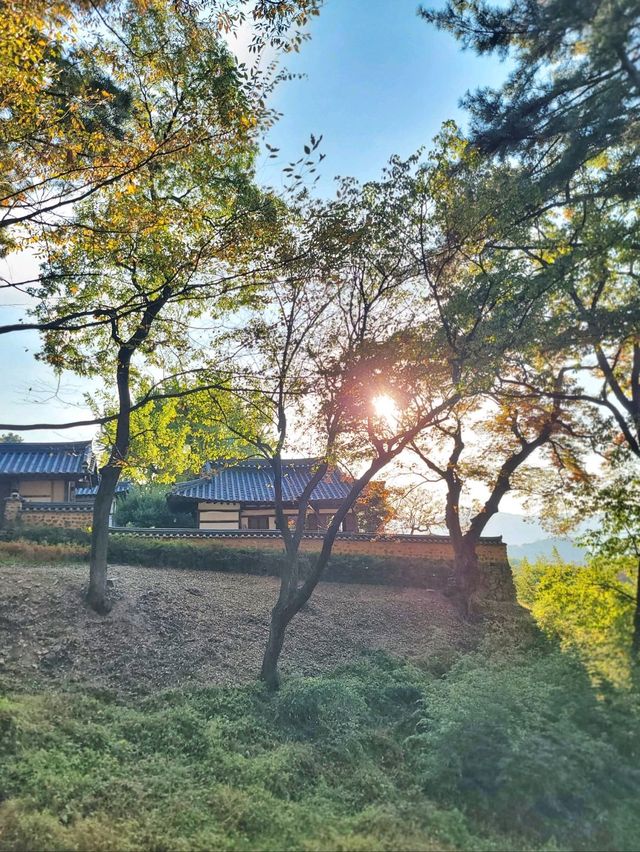 이제 곧 은행카펫이 예쁠 밀양 금시당💛