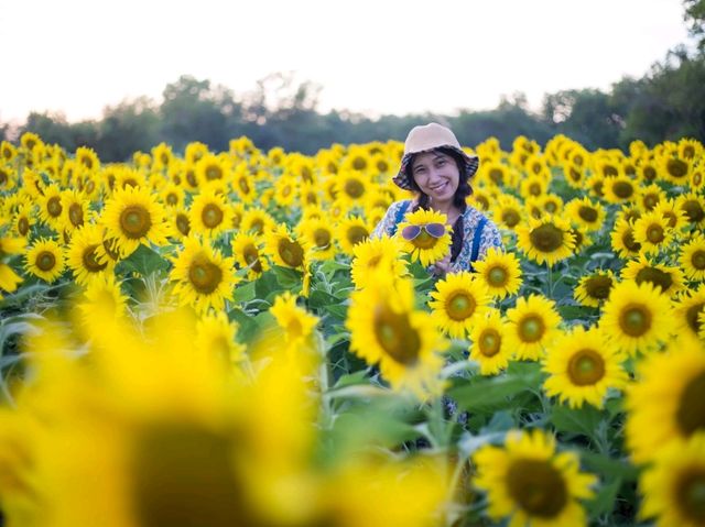 ตะวันบาน...ที่อ่างดอกกราย🌻🌻🌻🌻