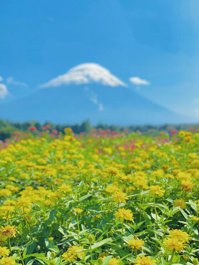【絶景】まるで絵本の世界📖カラフルな秋の花々がかわいい虹の花まつり2023🌼