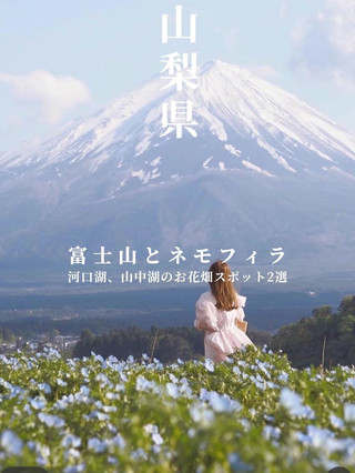 富士山とネモフィラおすすめスポット2選!