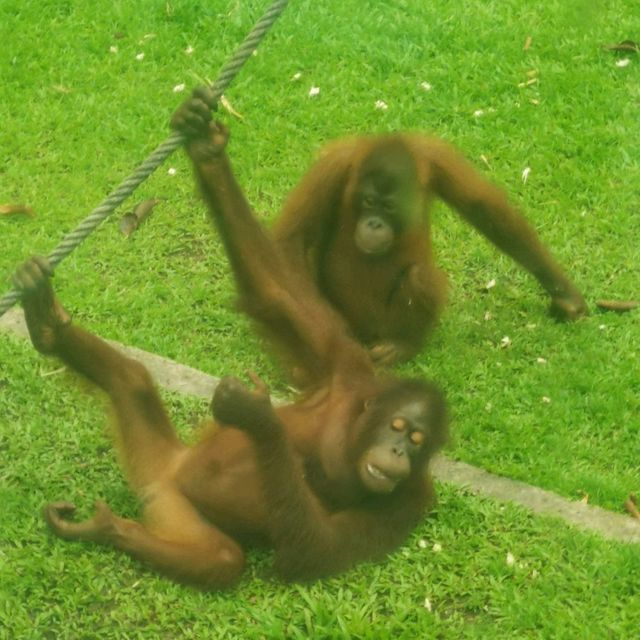 Superb Sanctuary for orangutans in Sepilok!