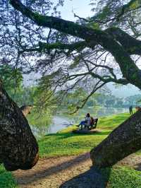 Heritage Raintree Walk & Picturesque Scenary