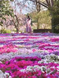 【茨城県】桜と芝桜のコラボレーションスポット