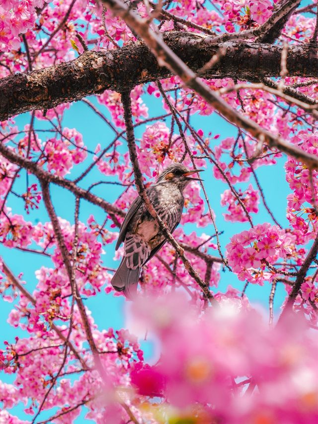 【京都】関西一の河津桜スポット🌸