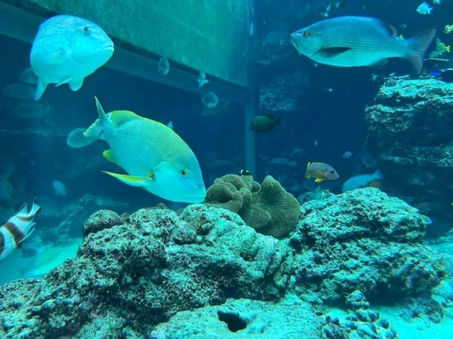 Okinawa Aquarium 