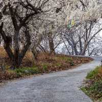 Gwangyang Maehwa Village (광양 매화마을)