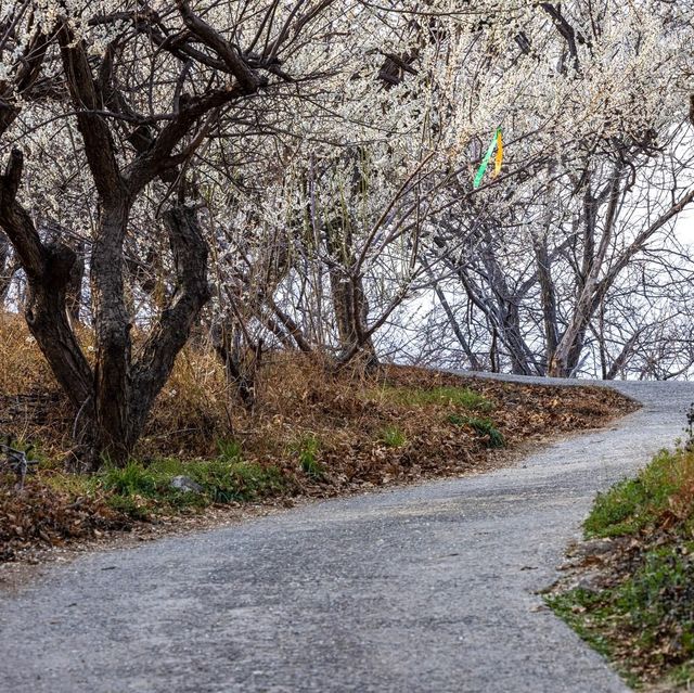 Gwangyang Maehwa Village (광양 매화마을)
