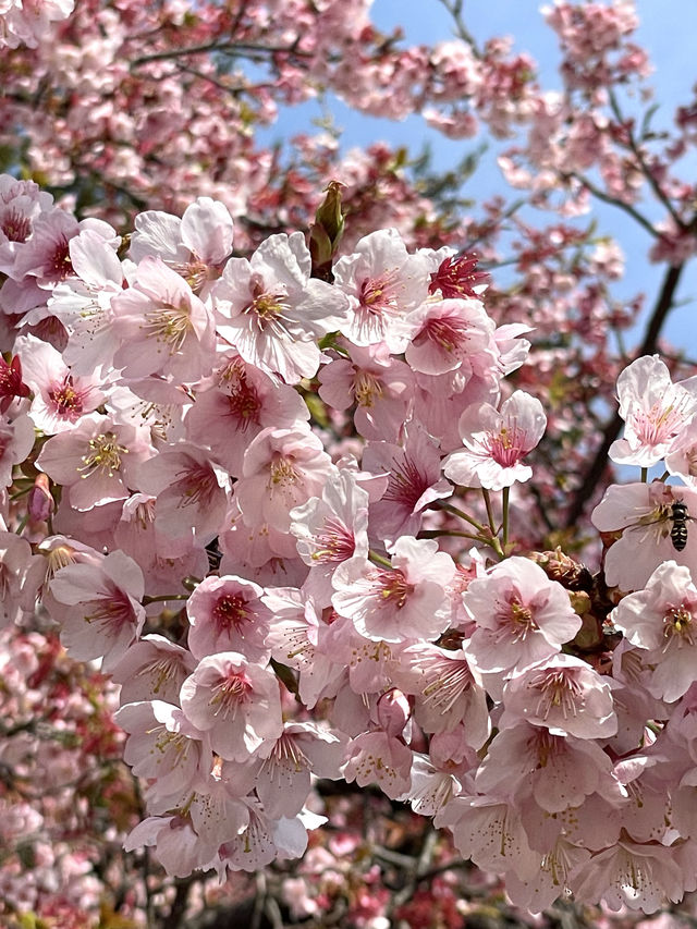 【新宿御苑/東京都】庭園と花が楽しめる場所