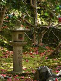 椿だらけのお寺を紹介💡※近隣スポット情報付