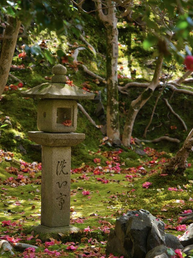 椿だらけのお寺を紹介💡※近隣スポット情報付