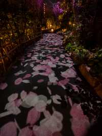 【春に見れる光のアート！🎨】桜の花びらが舞い散る演出が綺麗すぎる！🌸✨