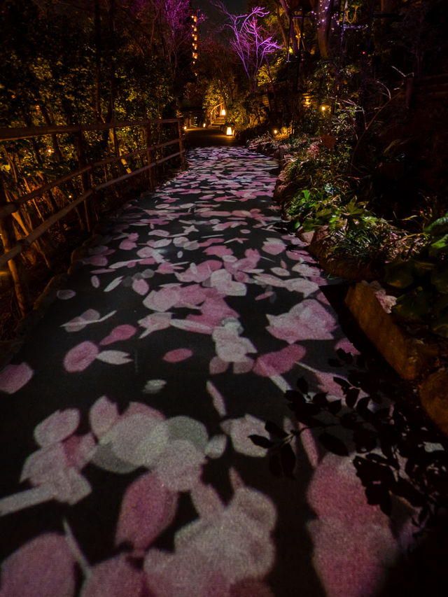 【春に見れる光のアート！🎨】桜の花びらが舞い散る演出が綺麗すぎる！🌸✨
