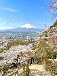 【新倉富士浅間公園/山梨県】ミシュランにも掲載！絶景の桜と富士山