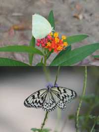 高雄金獅湖蝴蝶園🦋360度鳥瞰賞蝶全新感受🌈