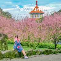 ซากุระไต้หวัน 2024! บานสะพรั่ง วิววัดเทียนหยวน